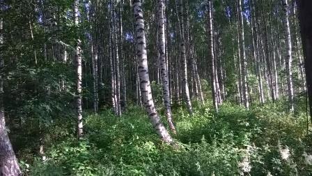 Birch Trees
